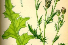 Plant-Illustration-of-Creeping-thistle