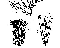 Sketch-of-Creeping-thistle