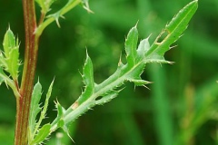 Stem-and-leaves-of-Creeping-thistle