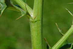 Stem-of-Creeping-thistle