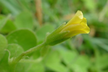Bud-of-Creeping-Wood-Sorrel-