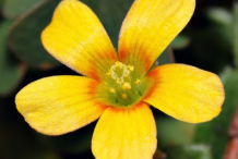 Closer-view-of-flower