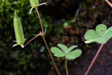 Creeping-Wood-Sorrel--Fruit-on-the-plant