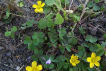 Creeping-Wood-Sorrel--Plant