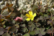 Flower-of-Creeping-Wood-Sorrel-plant
