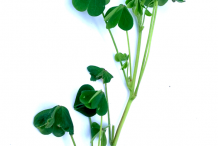 Image-showing-leaves-&-Stem