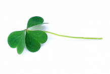 Leaf-of-Creeping-Wood-Sorrel