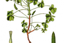 Plant-Illustration-of-Creeping-Wood-Sorrel