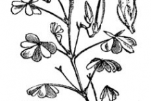 Sketch-of-Creeping-Wood-Sorrel