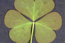 Ventral-view-of--Creeping-Wood-Sorrel--leaf