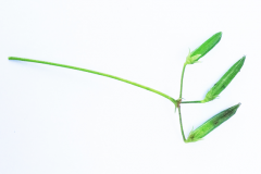 Creeping-Wood-Sorrel-Fruit