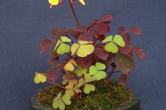 Creeping-Wood-Sorrel-Plant-on-the-pot