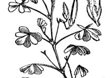 Sketch-of-Creeping-Wood-Sorrel