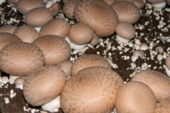 Cremini-mushroom