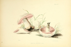 Illustration-of-Cremini-mushroom