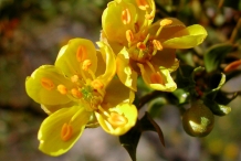 Creosote-bush-close-up-flowers