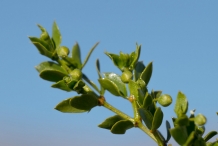 Creosote-bush-flower-buds