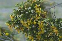 Creosote-bush-foliage-and-flowers