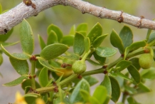 Creosote-bush-leaves