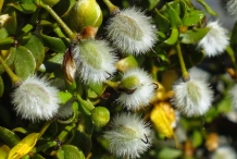 Creosote-bush-seeds