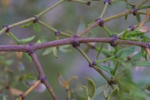 Creosote-bush-stem