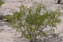 Creosote-bush