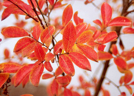 Fall-leaves-of-Crepe-Myrtle