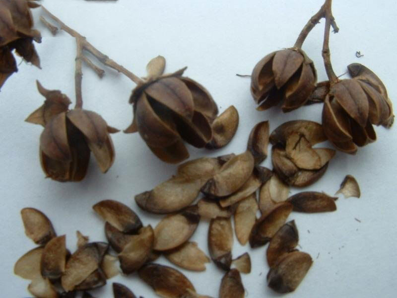 Seeds-of-Crepe-myrtle