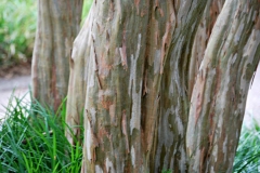 Bark-of-Crepe-myrtle