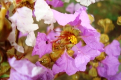 Closer-view-of-flower-of-Crepe-Myrtle