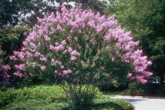 Crepe-Myrtle-Plant