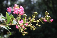 Flowering-buds-and-flowers-of-Crepe-Myrtle