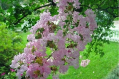 Flowers-of-Crepe-Myrtle