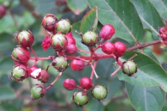 Immature-fruits-of-Crepe-myrtle