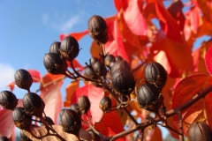 Mature-dried-fruits-of-Crepe-myrtle