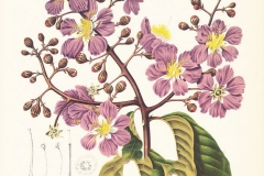 Plant-Illustration-of-Crepe-myrtle