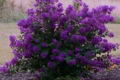Purple-Crepe-Myrtle