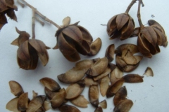 Seeds-of-Crepe-myrtle
