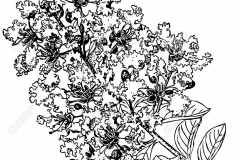 Sketch-of-Crepe-myrtle