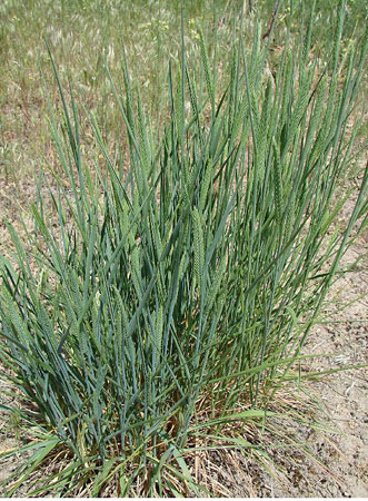 Crested-wheatgrass-plant