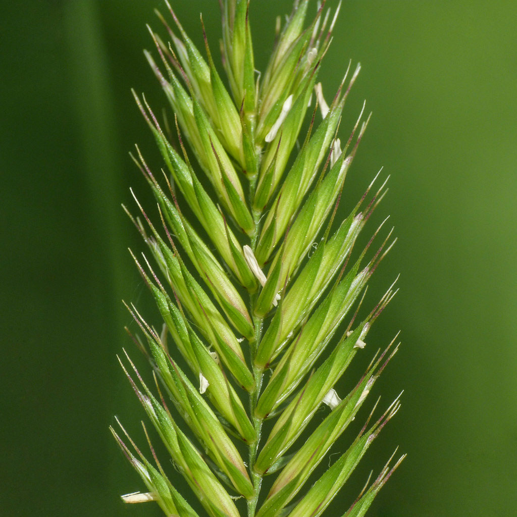 Immature-Crested-wheatgrass