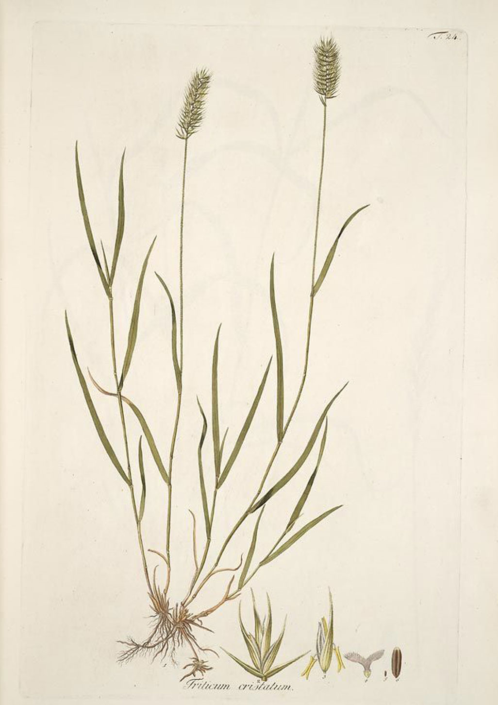Plant-Illustration-of-Crested-wheatgrass