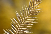 Mature-Crested-wheatgrass