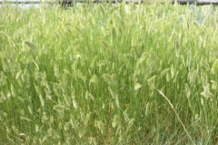 Crested-wheatgrass-growing-wild