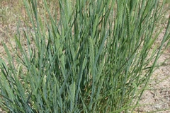 Crested-wheatgrass-plant