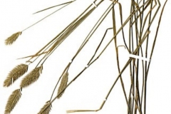 Dried-Crested-wheatgrass-plant