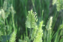 Flowers-of-Crested-wheatgrass