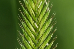 Immature-Crested-wheatgrass