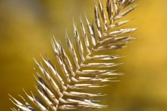 Mature-Crested-wheatgrass