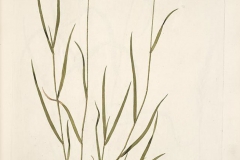 Plant-Illustration-of-Crested-wheatgrass